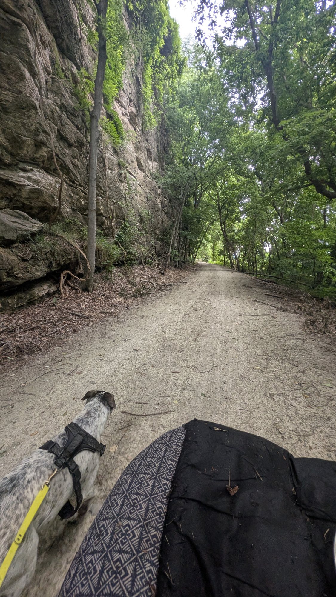 Enzo beside the expedition cart on a wooded trail