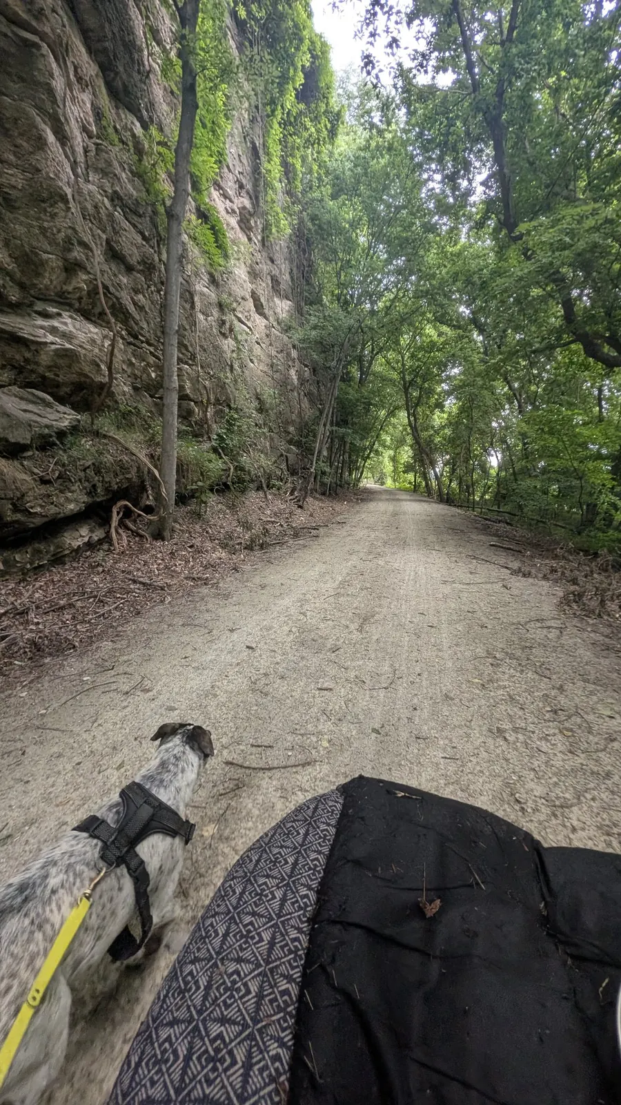 Enzo walking beside the expedition cart on a wooded bluff trail