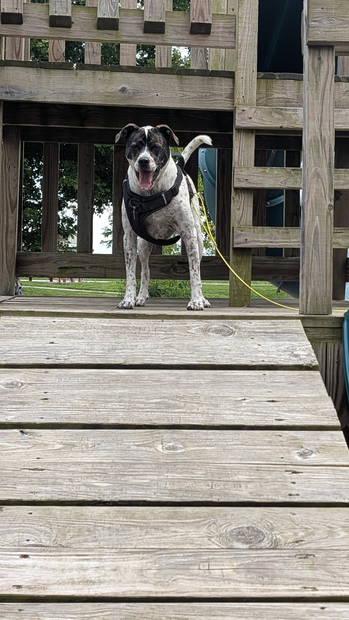 Enzo during a trail stop